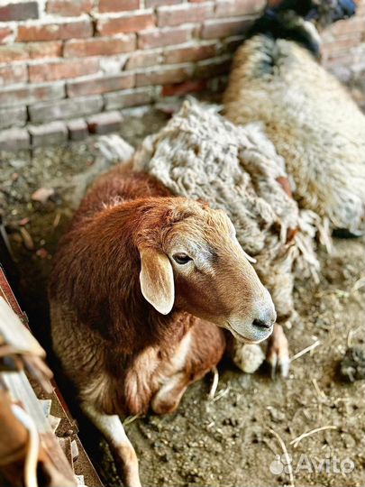 Баран производитель