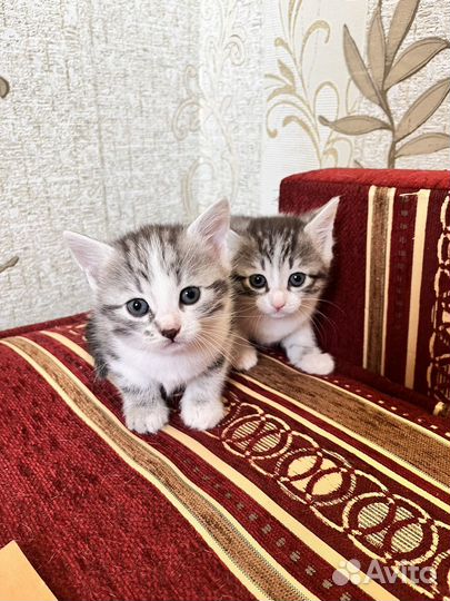 Котик и кошечка в добрые руки