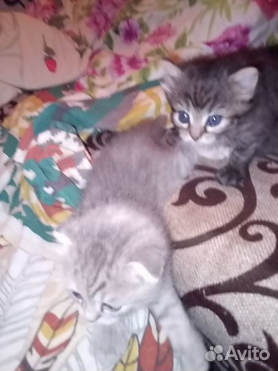 Отдам в добрые руки