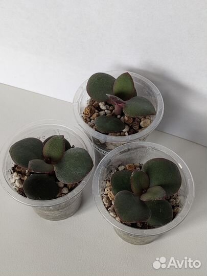 Садик из суккулентов. Флорариум. Суккуленты