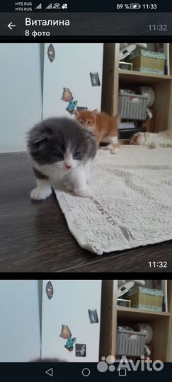 Котята в добрые руки 1 месяц