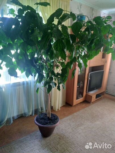 Гибискус.Китайская роза