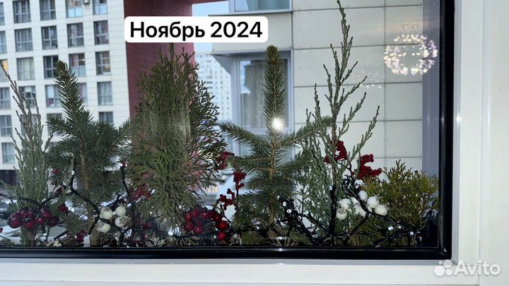 Новогоднчч композиция из живых саженцев хвойных