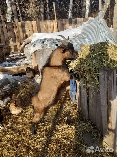 Козлик на племя