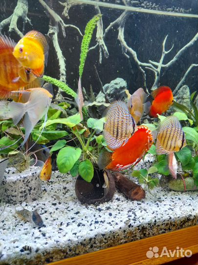 Дискусы 4 - 6 см