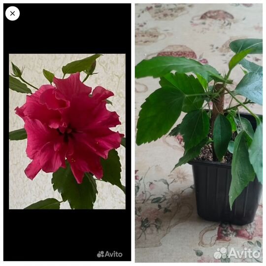 Гибискус черенки