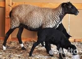 Овцы Романовской породы