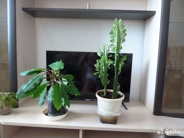 Кодиеум кротон Петра, Папоротник