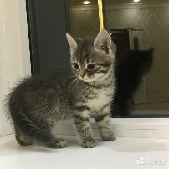Котята в дар