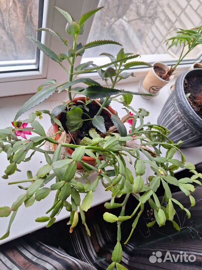 Декабрист шлюмбергера розовый