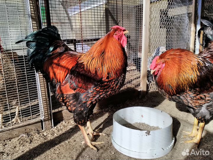 Петух Виандот