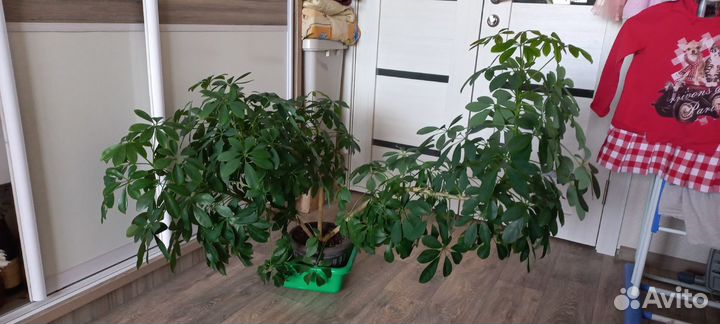 Большой комнатный цветок шифлера