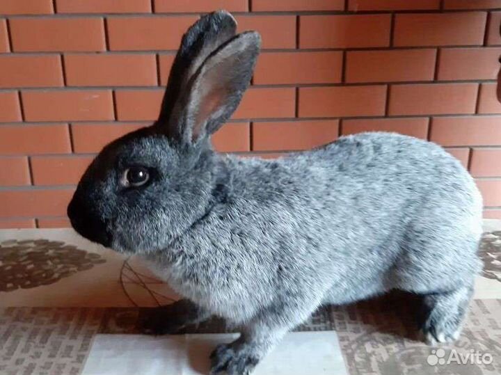 Кролики на племя