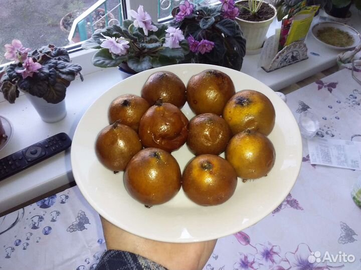 Семена Мушмулы 
