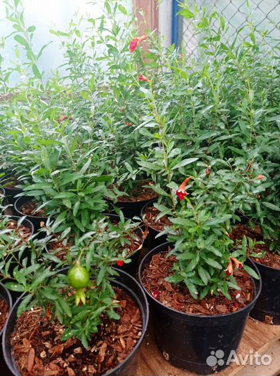 Гранат комнатный