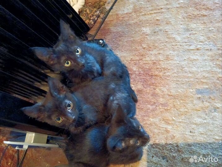 Котята- малыши хотят попасть в добрые руки