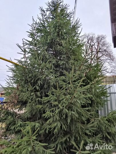 Ель живая