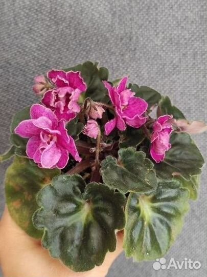 Фиалка Ma's Melody Girl