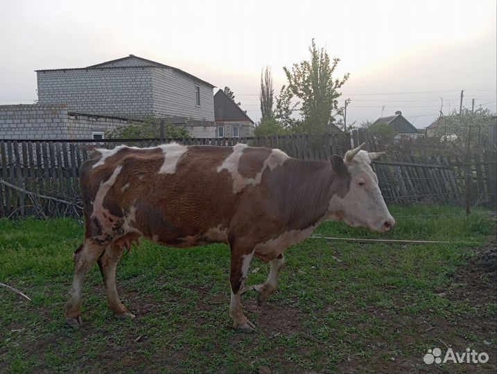 Коровы на продажу