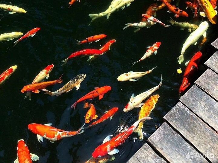 Экскурсия — Пхукет — Семейные Приключения На Пхуке