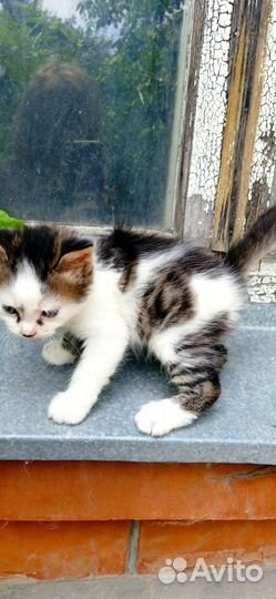 Кошки бесплатно