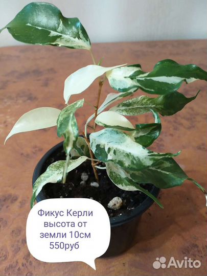 Фикус Керли