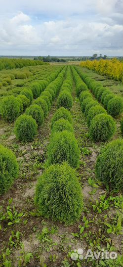Туя шаровидная Хозери, в наличии, доставка