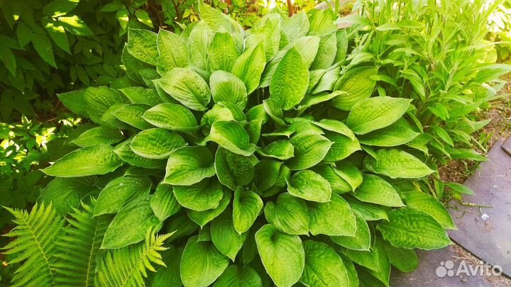 Хосты зелёных фоновых цветов