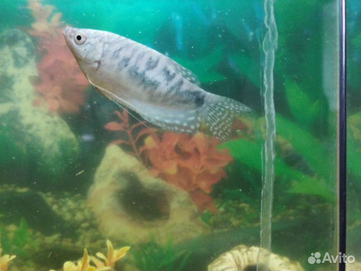 Сомы Таракатум