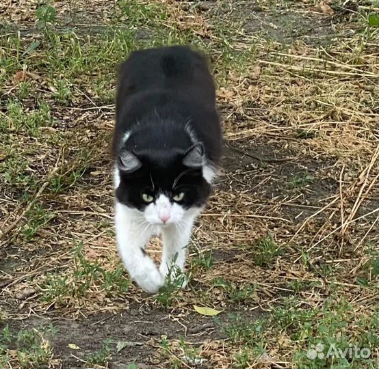 Чудесных кошечек выгнали на улицу. Ищем им семью
