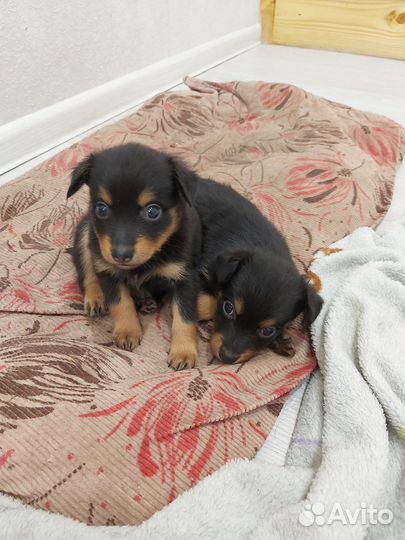 Маленькая собака