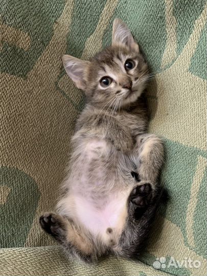 Необычайно красивые котята в добрейшие руки