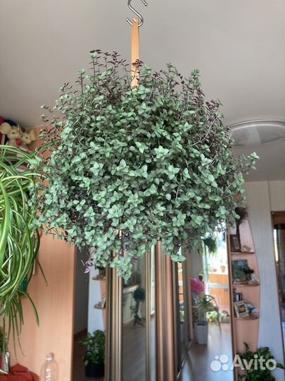 Коллизия