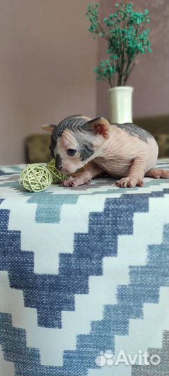 Котята сфинкс