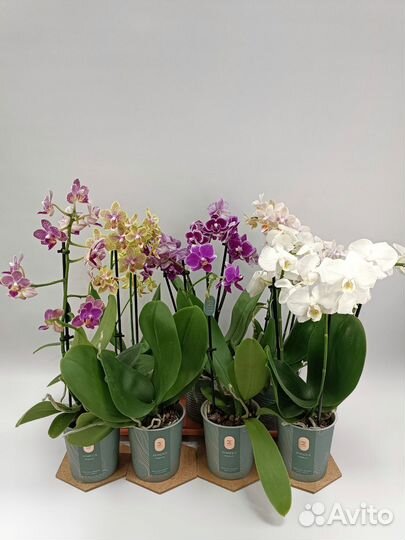 Орхидеи фаленопсис миди