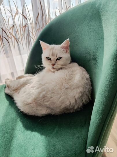 Отдам бесплатно