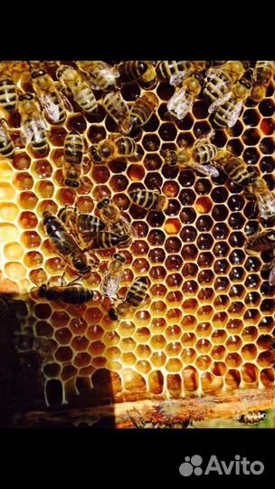 Пчелопакеты