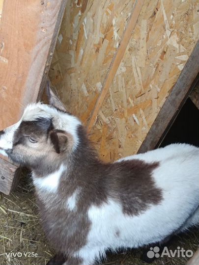 Камерунский козел