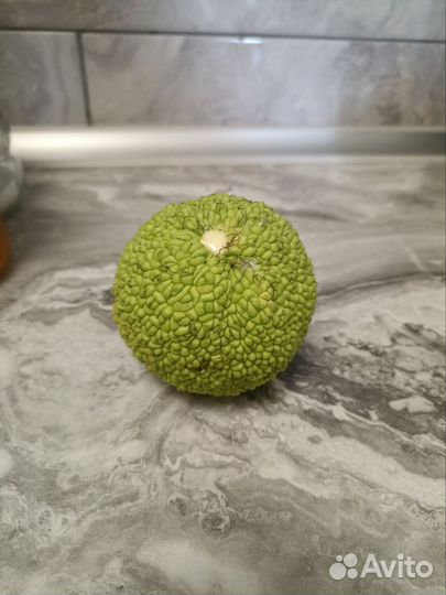 Маклюра «Адамово яблоко»