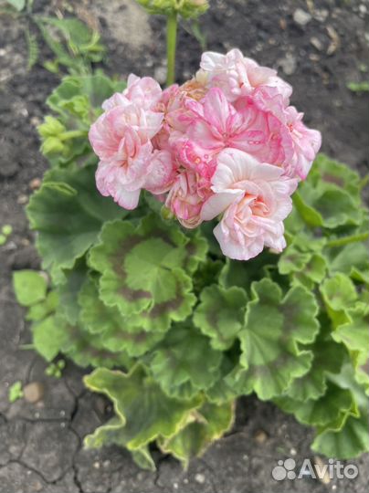 Пеларгония герань