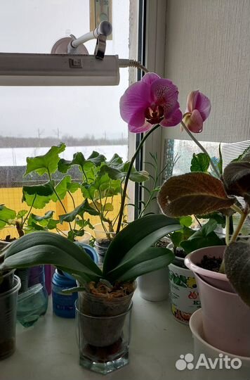 Орхидея Phal.I-Hsin Pixie Reds 225