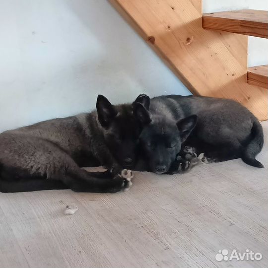 Передержка собак