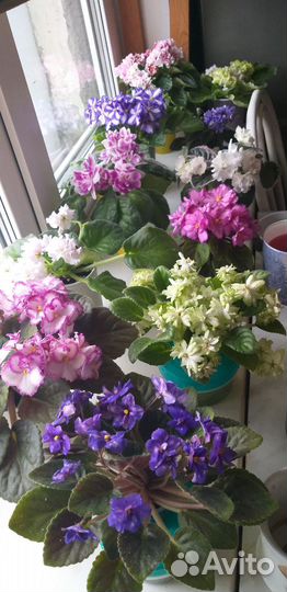 Листики укорененные фиалок