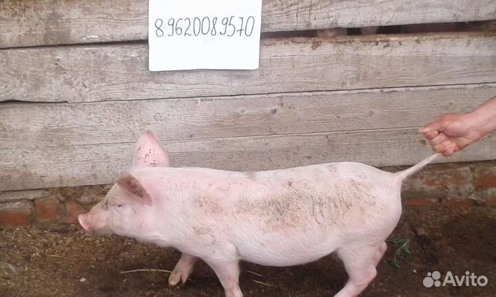 Поросята крупная белая