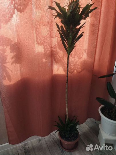 Пальма драцена