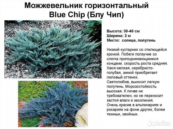 Можжевельник