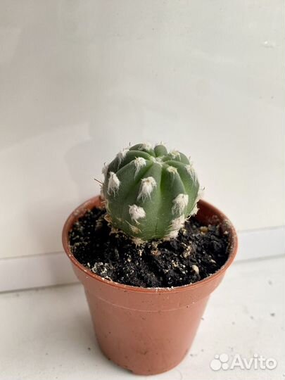 Суккуленты