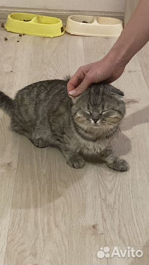 Шотландский кот