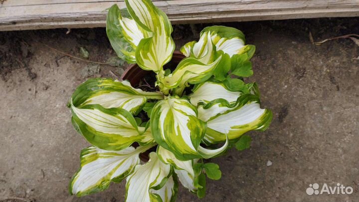 Хосты и гейхеры