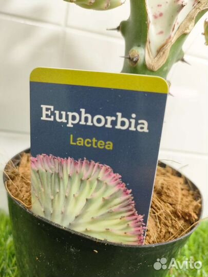 Эуфорбия кристата